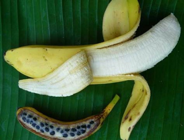 In basso una banana con diversi semi dalla grandezza considerevole, in alto la sua incredibile trasformazione.