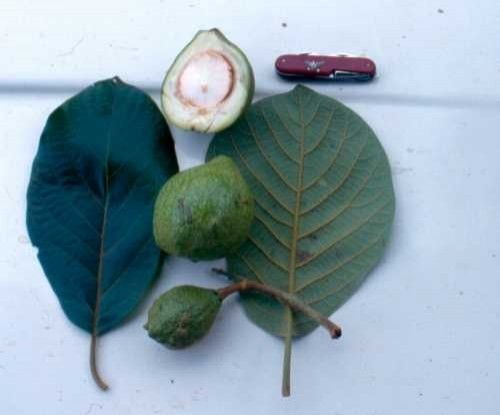 Antes de la palta estaba el Coyo, un arbol salvaje de la familia de las Lauraceas, de un fruto similar, pero menos "vendible".