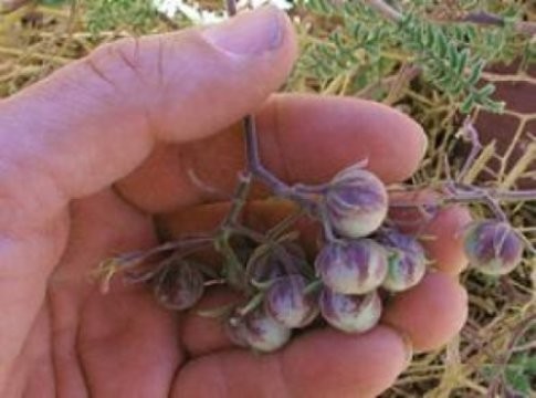 Le Solanum chilense c'est-à-dire l'ancêtre de la tomate (même si d'une couleur différente).