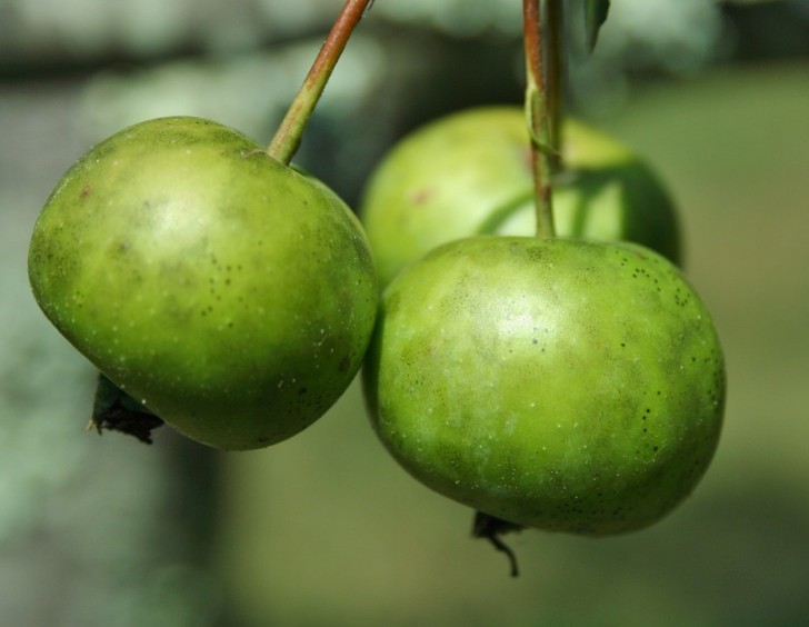 Malus o manzana salvaje, este tipo de manzana de gusto aspero y amargo se puede todavia encontrar en el hemisferio boreal.