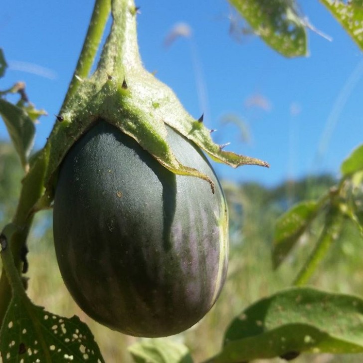 Solanum incanum, den här arten är ursprungligen från Indien och den omisskännliga formen säger allt: det är en avlägsen släkting till aubergine.