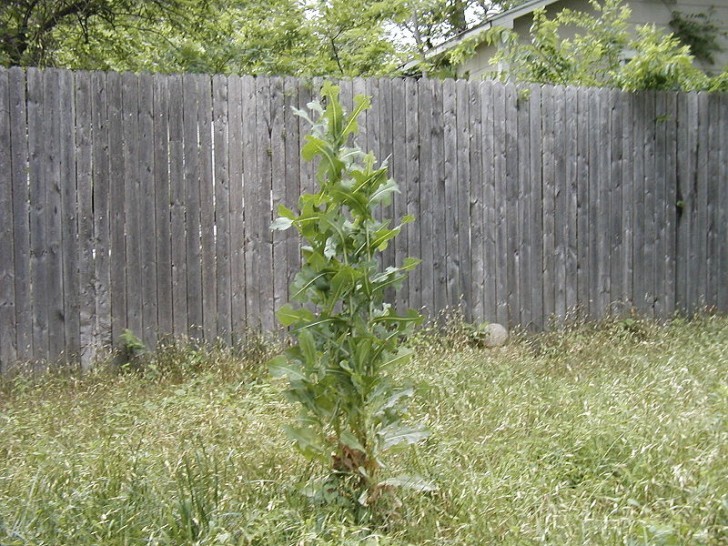 Lactuca serriola, van dezelfde familie als waartoe de kropsla behoort (die in de supermarkt), maar er uiterlijk anders uitziet.