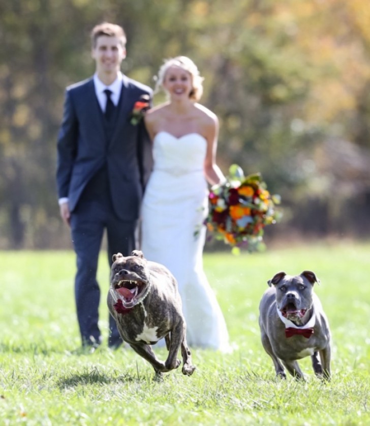 Including pets in the wedding photo service, is becoming more common and these two dogs are more than ready to oblige their owners!