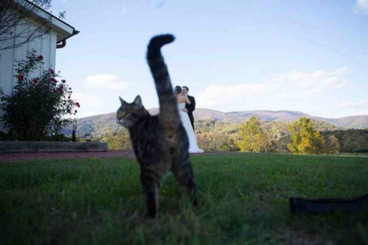 6. Un chat jaloux de l'événement.