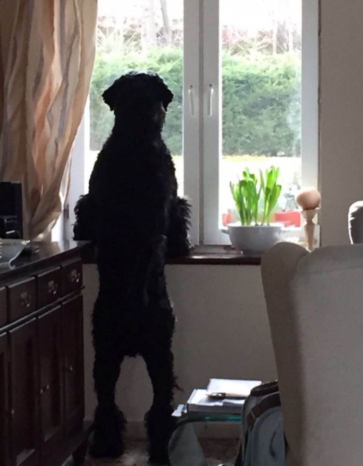 Auf die Rückkehr der Familie am Fenster warten.