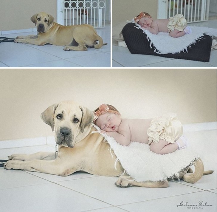 A photo in which a baby girl snuggles on her dog's back? With some small tricks, it can be quickly done!