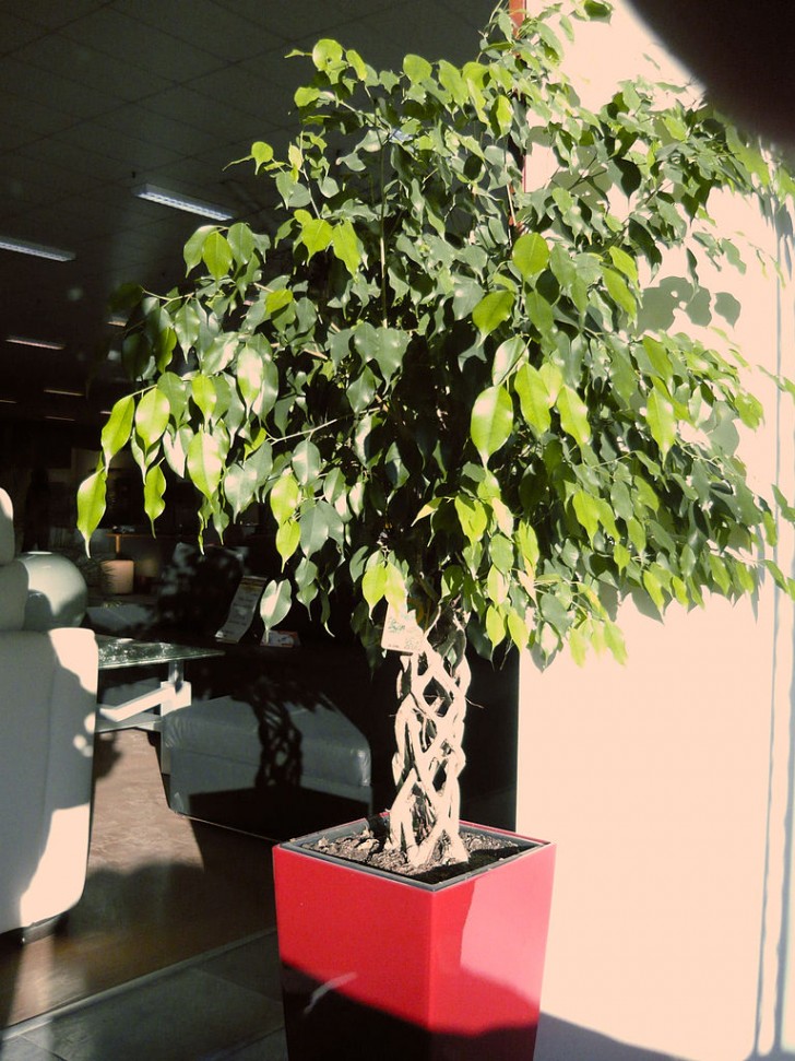 4. Ficus