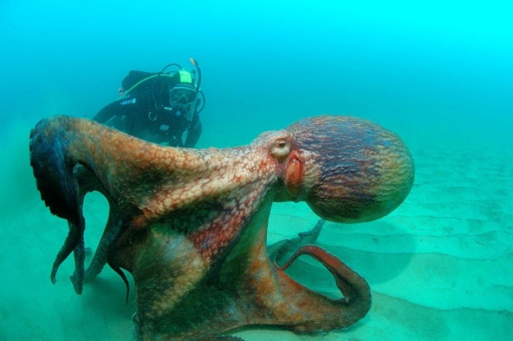 At least this large octopus is friendly, maybe too much ...