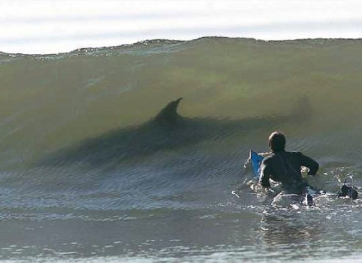 Even the largest ocean predators can still hide in a wave ...