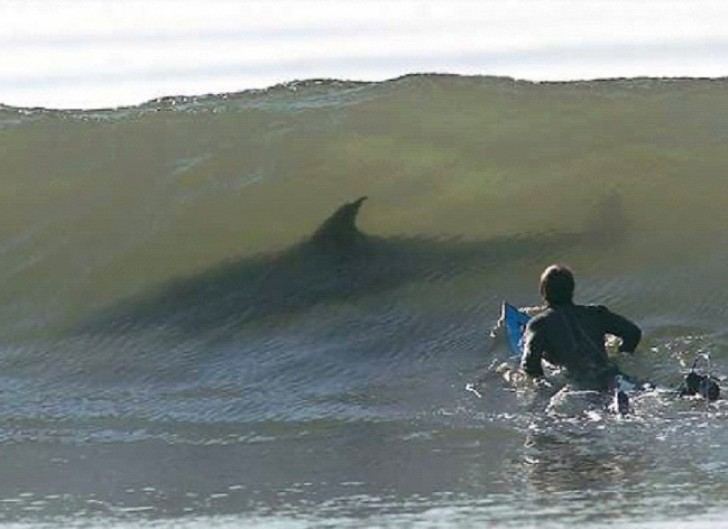 E uma onda pode esconder os maiores predadores do oceano.