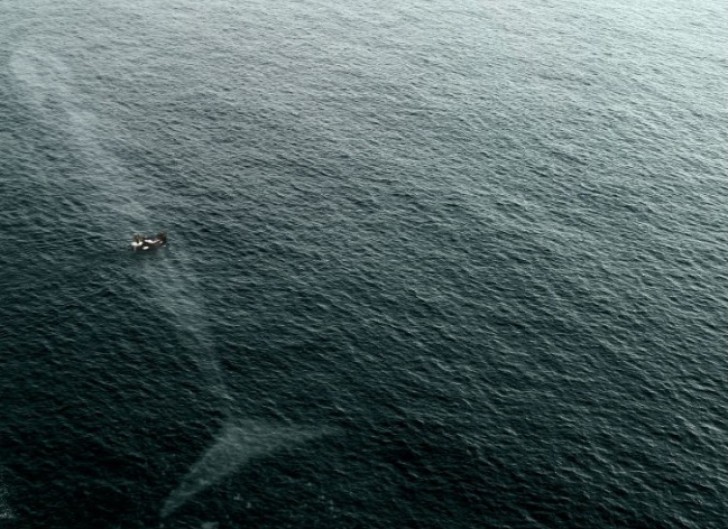 And if you see a giant white patch under your boat, it might be the famous and dreaded white whale!