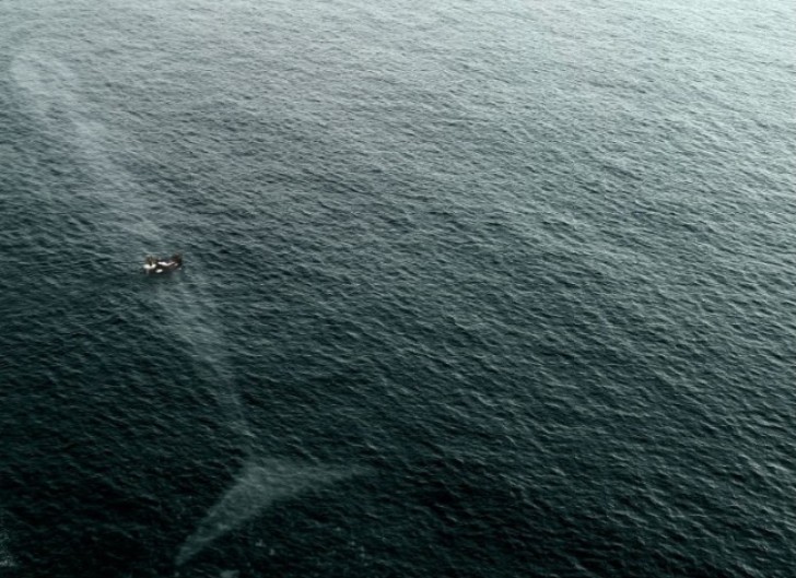 Y si se ve una gigantezca mancha blanca abajo de la propia embarcacion, podria ser ella, la temida ballena asesina