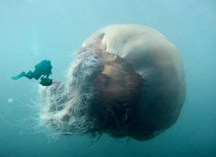 This giant Lion’s Mane Jellyfish would frighten even the most experienced deep sea diver!