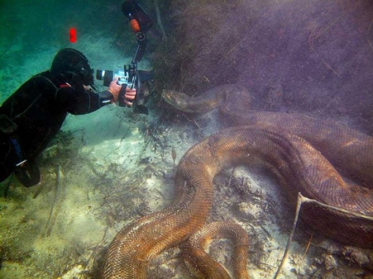 De hoofdrolspeler uit de film "Anaconda" bestaat echt!