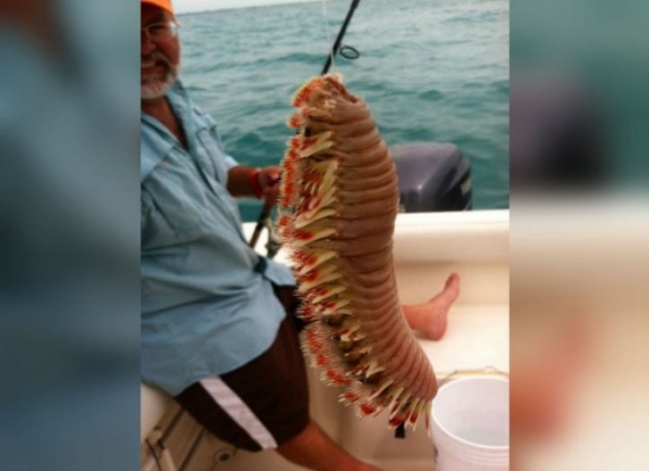 A cross between a lobster and a millipede ... of massive proportions!