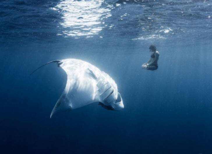 We can only hope that this giant stingray is a fan of zen mediation ...