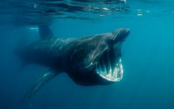 Selbst wenn sie keine Zähne haben, können uns Meeresbewohner zum zittern bringen, indem sie nur den Mund aufreißen.