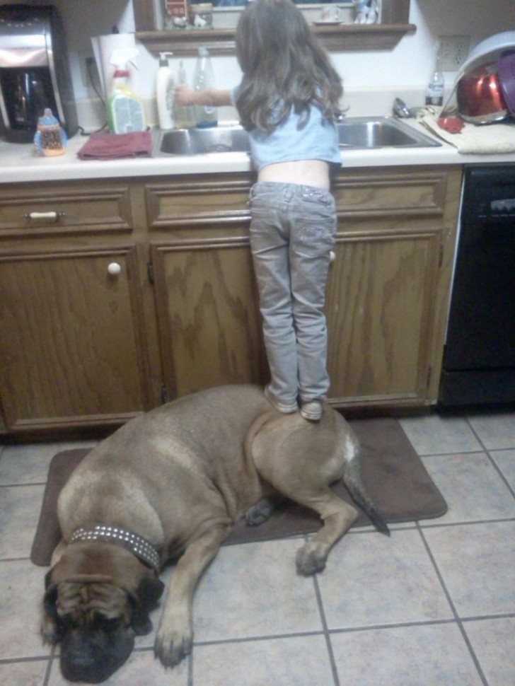 Finally a good action, that is to say....washing the dishes ... but shame on you for using your dog as a step stool!