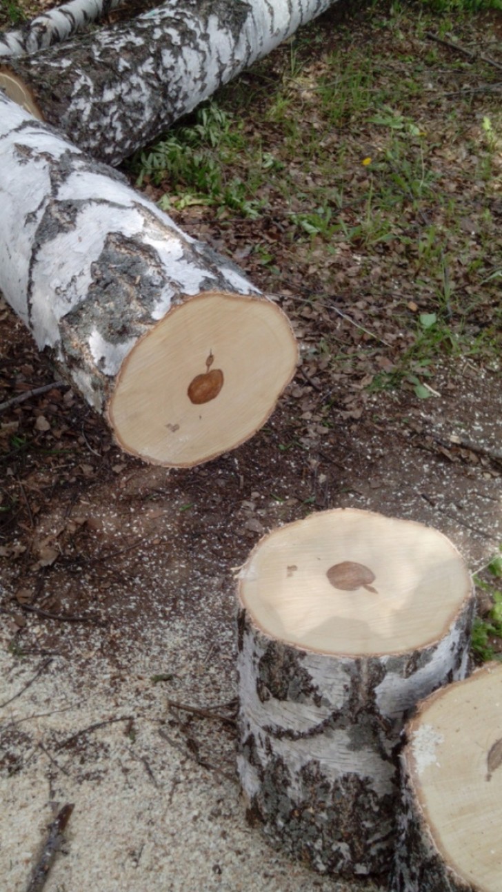 13.A perfect Apple Store logo and symbol inside the trunk of a tree?