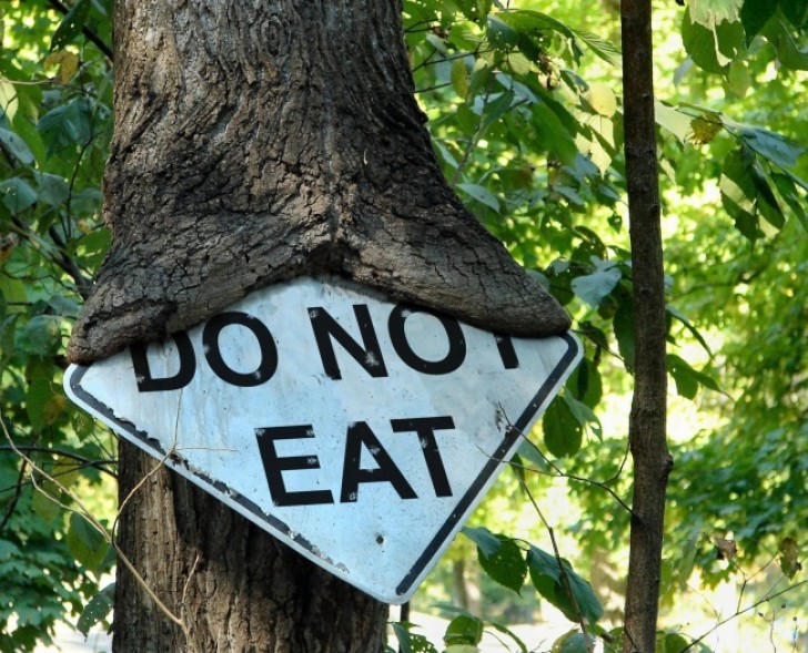 3. Evidently , the tree did not read the sign