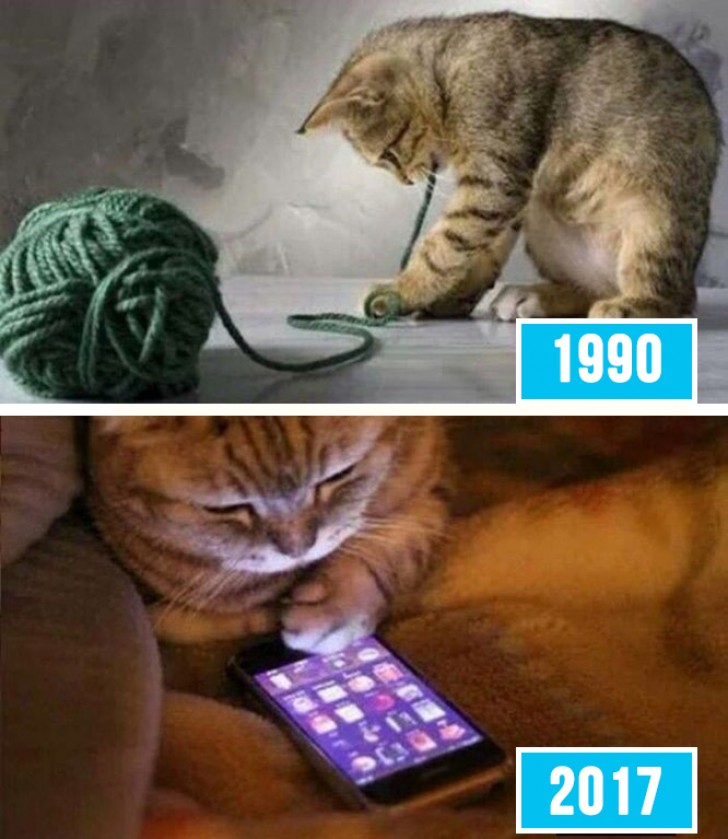 Anche i gatti hanno cambiato interessi!