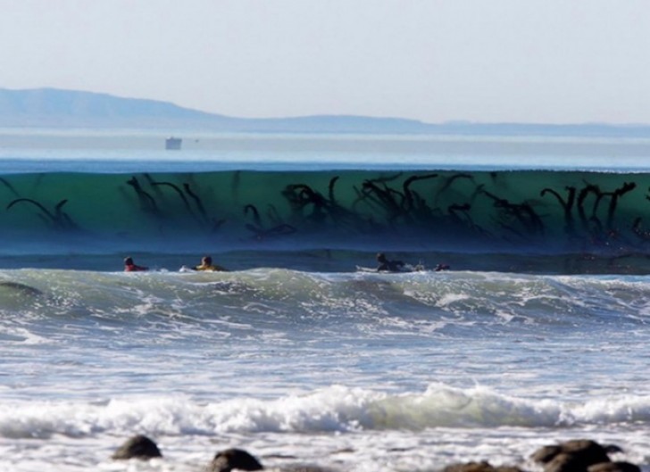 Êtes-vous sûr que surfer avec des algues de cette taille est une bonne idée?