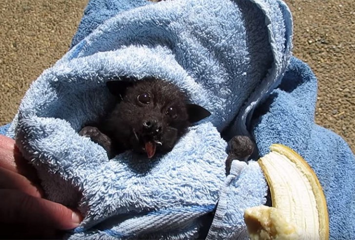 Cette chauve-souris, du nom d'Alicia, a été blessée après avoir heurté une voiture.