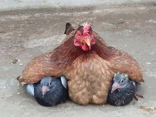 1. Mamma gallina e i suoi due piccioni adottivi.