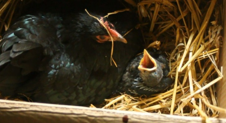 11. A hen is also able to take care of small birds too!
