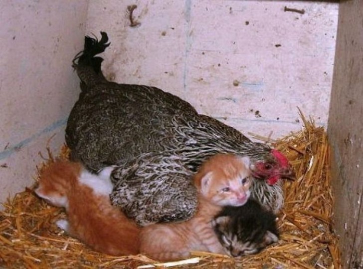 2. This hen protects kittens during a storm.