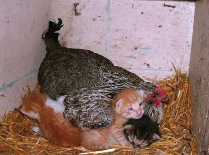 2. Questa gallina protegge dei gattini durante una tempesta.