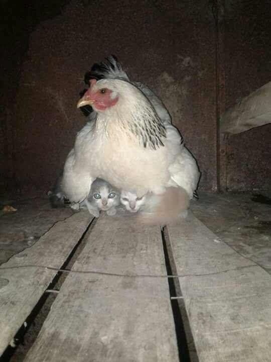 3. Se puede siempre contar sobre la proteccion de una mama gallina!