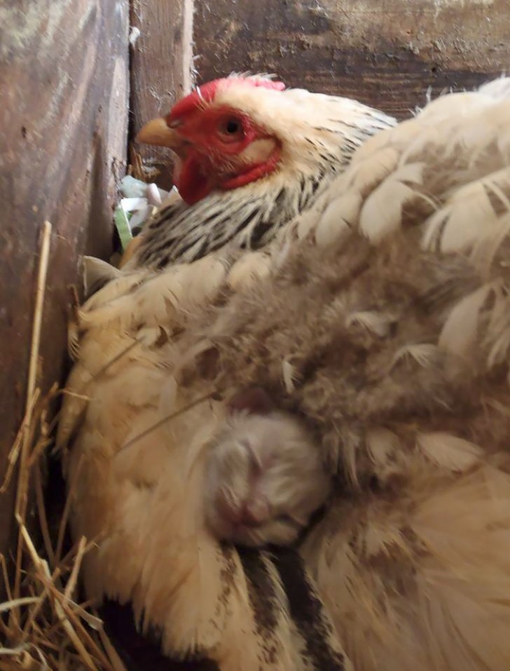 4. Una gallina che si è improvvisata baby sitter per un gattino.