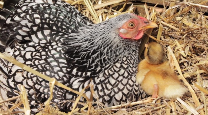 5. Un caneton reçoit l'affection de maman poule