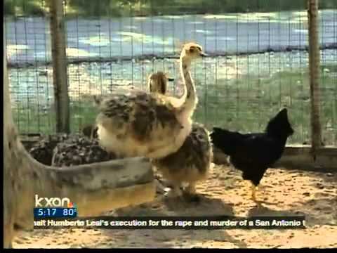 6. A hen has adopted two small ostriches!