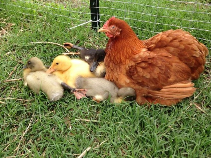 7. A mother hen and her little goslings.