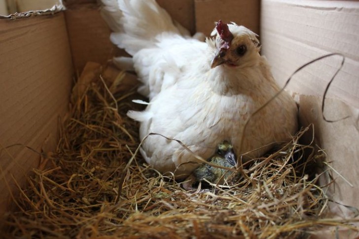 8. Ce pigeon croit que la poule est sa mère!