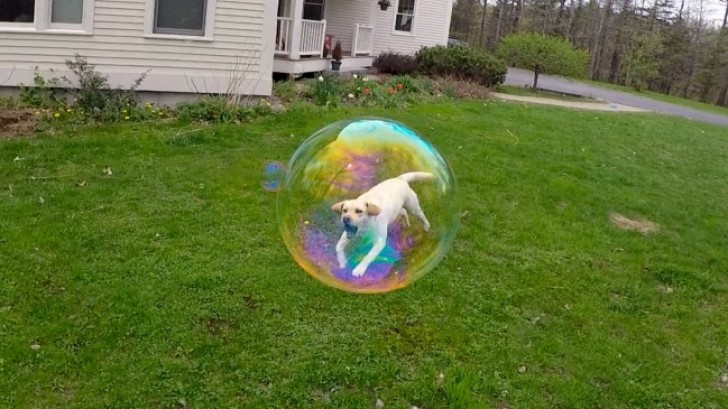 2. A dog trapped in a soap bubble.