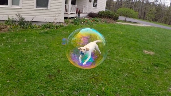 2. Un chien piégé dans une bulle de savon.