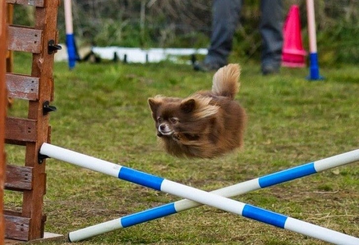 7. Un cagnolino-missile.