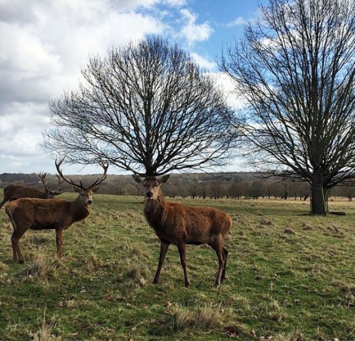 9. A pretty good set of antlers, don't you think?