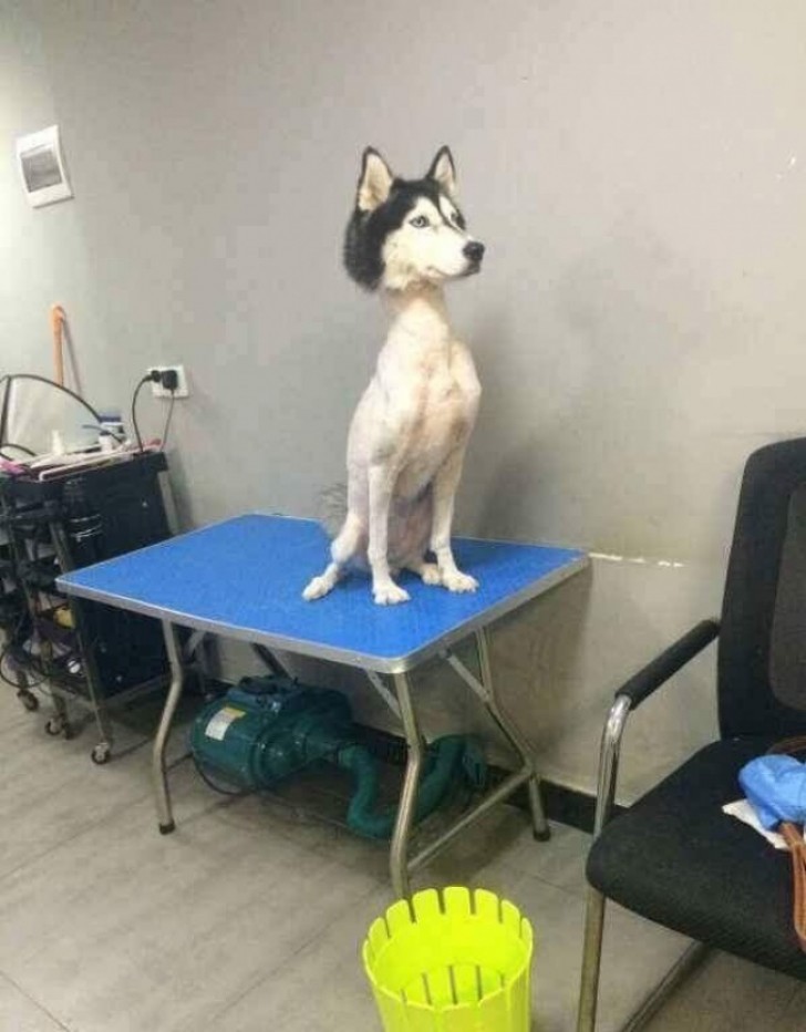 Melhor não tosar um Husky...