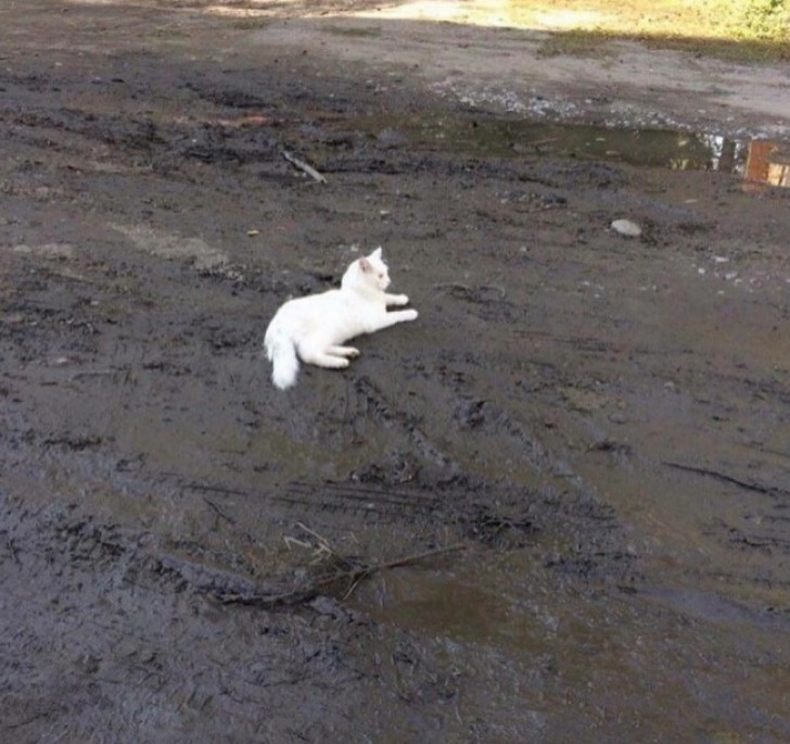 Ça fait mal au cœur et pourtant lui, il a l'air pépère!