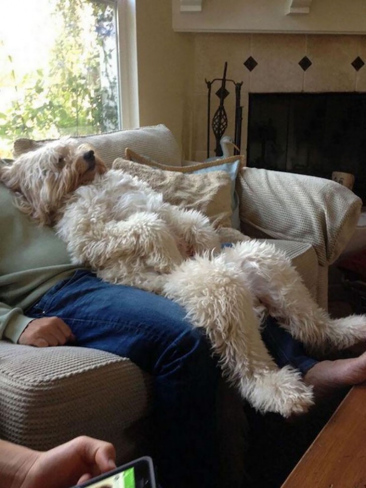 Le chien avait l'air de penser que son maître était confortable, alors il a eu raison de penser de le copier!