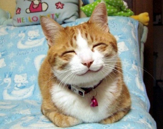 Diese lächelnde Katze macht einfach gute Laune!