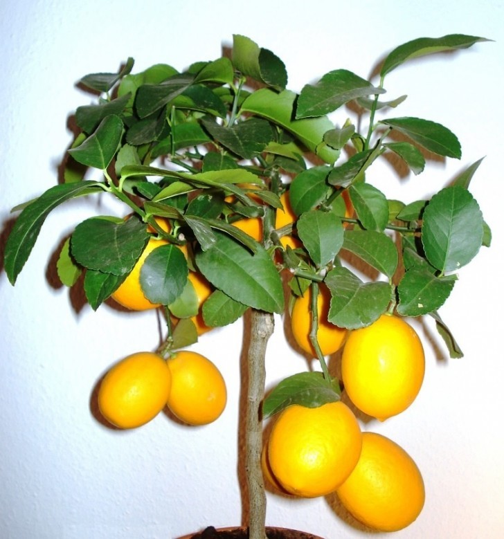 Planta de limon