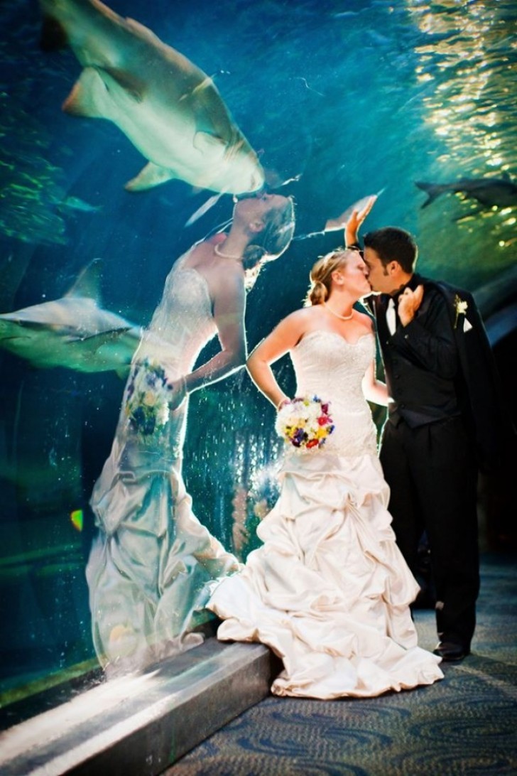 The bride kisses ... the shark!