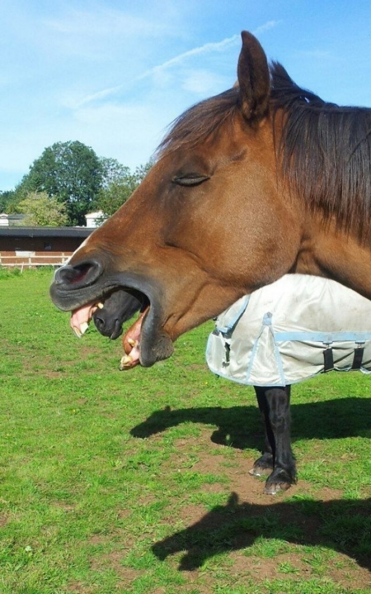 A horse ... coming out of another horse's mouth?!