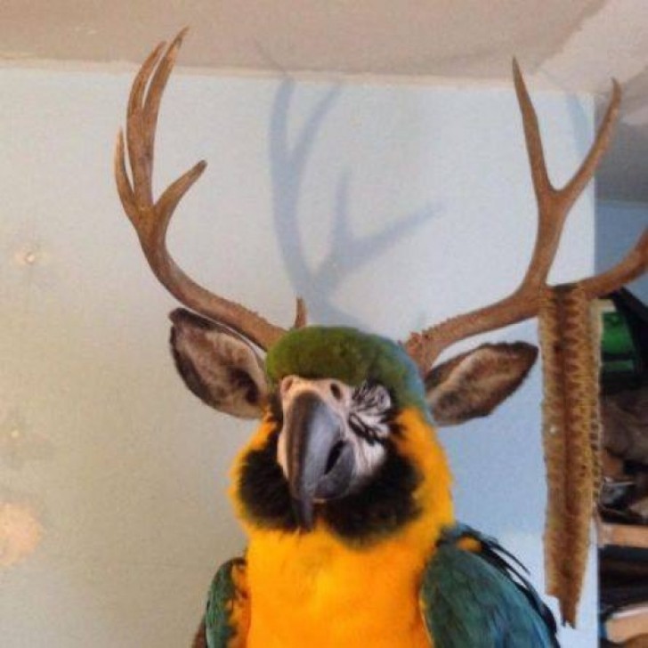 An interesting animal hybrid --- when a parrot meets a deer.