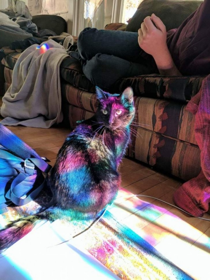 A magic prism of rainbow light creates a psychedelic kitten ...